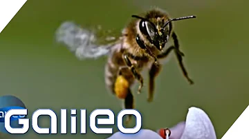 Wann stirbt die Biene aus?