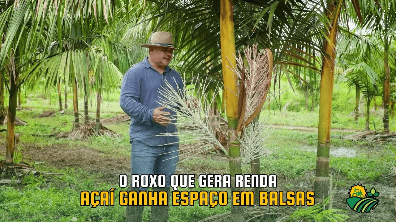 O ROXO QUE GERA RENDA: AÇAI GANHA ESPAÇO EM BALSAS