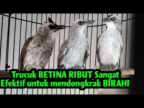 Suara pikat Trucukan Ribut Dan Burung Kecil mp3 Durasi panjang