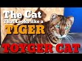 The Cat that Looks like a TIGER: Toyger Cat Domestic Toy Tiger Inspiration for Tiger Conservation