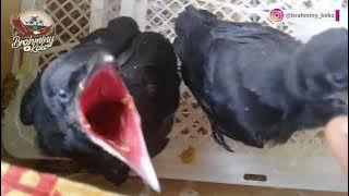 YAKIN MAU BELI GAGAK?  Before You Buy a Crow