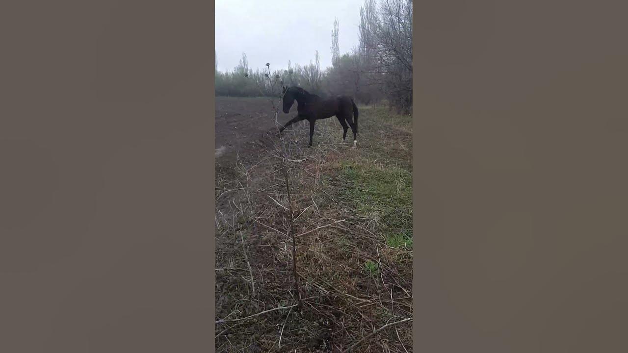 Карат Ахалтеке - YouTube