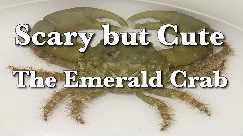 Let’s Look at The Emerald Crab