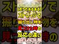 【ポケカ】クスッと笑えるショートコント!!『【ポケカあるある】ストレージで掘り出し物を見つけた時の反応の違い』【マイクラ】#shorts #ポケモン#ポケカ#マインクラフト