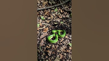 Ants Attack Snake, But Snake Strikes 🐍