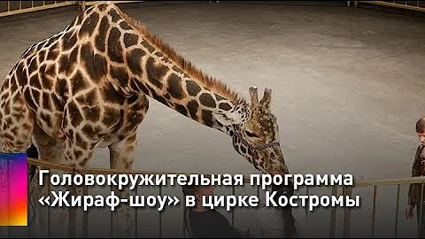 Головокружительная программа «Жираф-шоу» в цирке Костромы