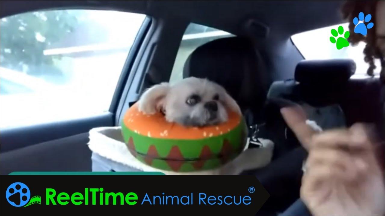 senior-pre-op-blood-work-tzus-and-mews-youtube