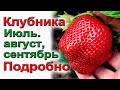 Обработка клубники после плодоношения подробно начинающим