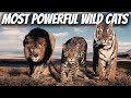 TOP 10 Most Powerful Wild Cats in The World