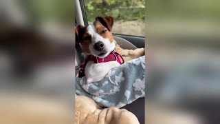 Jack Russell Terrier y su rutina de sueño