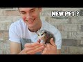 Taming a baby opossum in 3 days