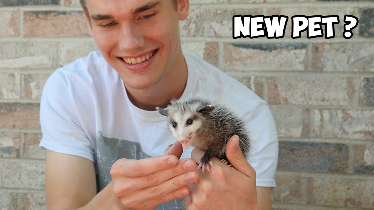 Taming A Baby Opossum In 3 Days Youtube