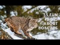Interesting & Fun Facts About Bobcats That You Didn't Know