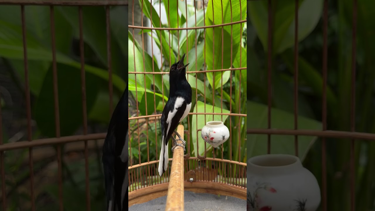 Ép giọng choè than