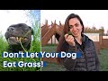 Why you shouldn&#39;t let your dog eat grass | Tier 1 Veterinary Medical Center