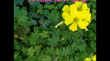 ختمة مباركة وقراءة عطرة الربع 4 الحزب 13 ،سورة الانعام