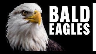 A Close Encounter with Cincinnati Zoo's Bald Eagles