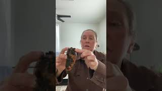 Sweet potato and Woollets (wool pellets) update
