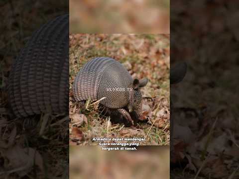 Video: Di negara bagian apa armadillo hidup?