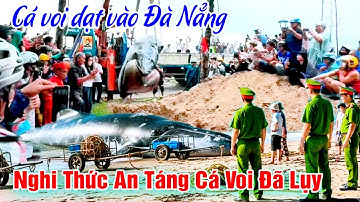 An Táng Cá Voi Đà Nẳng - Hàng Trăm Người Đưa Tiễn Ông Nam Hải