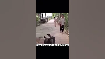 كلب يعلم بني ادم الانسانيه 