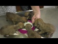 Tanji puppies: What a little bit of love and food can do!
