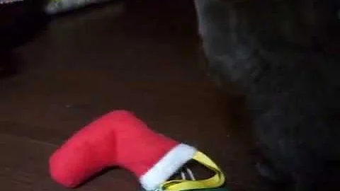 Watch the video about Russian Blue Mix Kittens