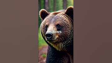 Why Do Some Animals Hibernate During Winter?