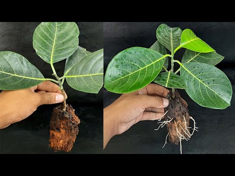 Vidéo: Fairy Duster Plant : Comment faire pousser un arbuste Calliandra Fairy Duster