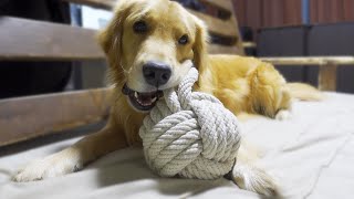 2Kgの塊も大型犬にはおもちゃでしかないようです