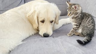 Golden Retriever Tries to Make Friends with Funny Kitten!