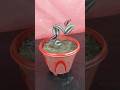 Gardening guide : how to grow wandering Jew / inch plant from cutting| how to grow bushy inch plant
