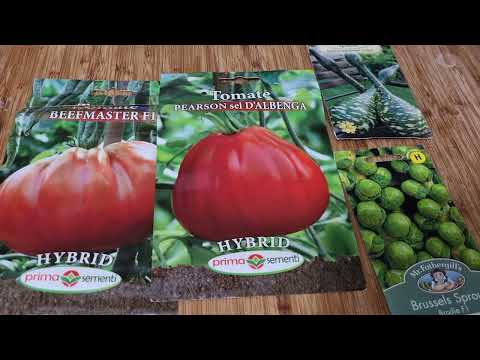 Videó: Beefmaster Hybrids – A Beefmaster paradicsomnövények gondozása