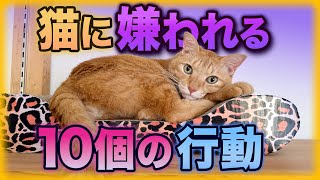 絶対やめて猫に嫌われる人の行動