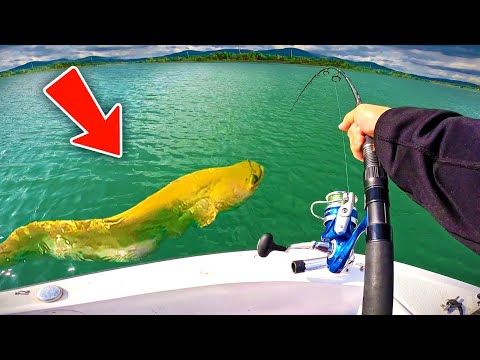 I'm catching this EXTRAORDINARY (and very rare) fish using this new technique!