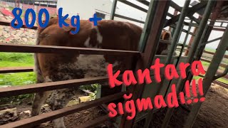 Simmental Heifer Did Not Fit on the Scale ~ We Weigh Heifers for Slaughter