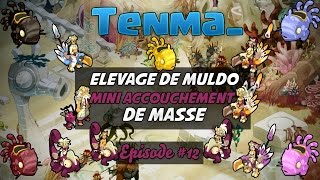 Elevage de Muldo - Mini Accouchement de Masse - #12