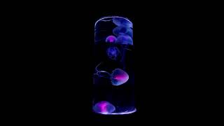 5 Jellyfish Night Light, No Audio