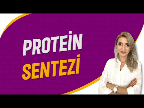 Protein Sentezi | Seda Hoca Biyoloji ( 24. Ders ) #sedahocabiyoloji #ayt2023