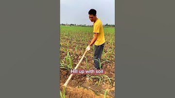 Sugarcane Farming Fertilizing Hill Up Three Times Before Put Up the Shelf #satisfying #shortsvideo