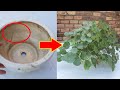 Recycling Broken Pot To Grow Aquatic Plants, Self Make A Lung For The House, Remove CO2 And Toxins