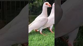 Barb pigeon #pigeon #kabootar