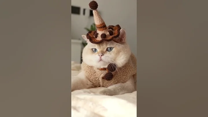 Video 4382811: cat cutecat funnycats, cat funnycats cute, big meow