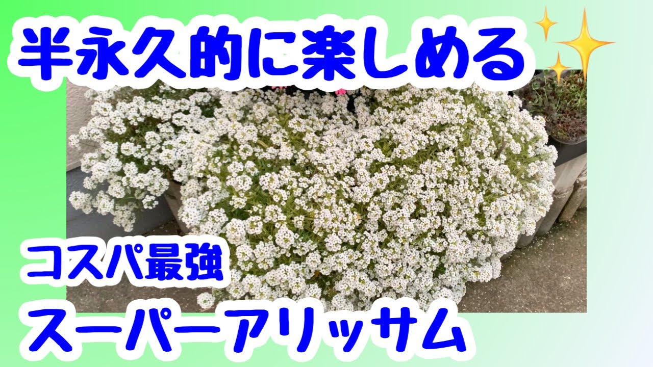 半永久的に楽しめる✨スーパーアリッサム