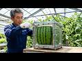 The $800 Watermelon: Inside the Insane World of Extreme Farming