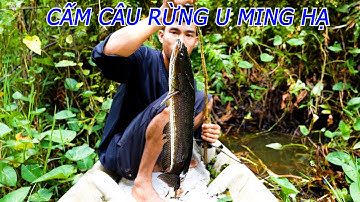 Cá Ở Rừng U Minh Có Nhiều Như Lời Đồn