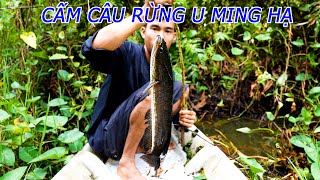 Cá Ở Rừng U Minh Có Nhiều Như Lời Đồn