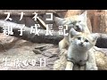 スナネコ親子成長記 生後69日 / Sand cats - 69 Days After the Birth -