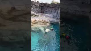 Peaceful Polar Bear Swimming 🐻‍❄️💙 | Healing Shorts