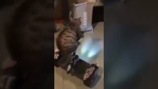 Cat On Hoverboard